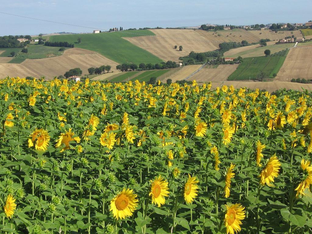 Il Giardino Degli Ulivi